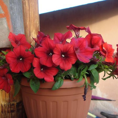 Agriturismo La Fattoria San Donato Val di Comino Εξωτερικό φωτογραφία